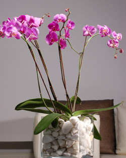  stanbul skdar iek siparii sitesi  2 dal orkide cam yada mika vazo ierisinde