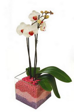  stanbul skdar uluslararas iek gnderme  tek dal cam yada mika vazo ierisinde orkide