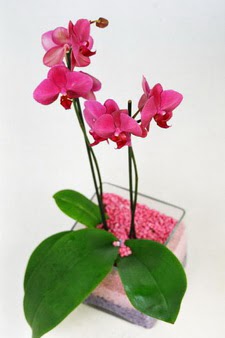  stanbul skdar ieki maazas  tek dal cam yada mika vazo ierisinde orkide