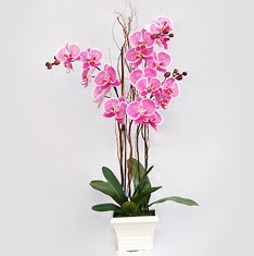  stanbul skdar cicekciler , cicek siparisi  2 adet orkide - 2 dal orkide