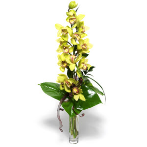  stanbul skdar iek yolla  1 dal orkide iegi - cam vazo ierisinde -