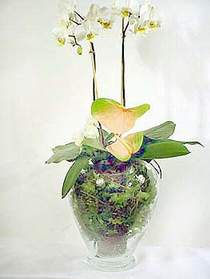  stanbul skdar iek sat  Cam yada mika vazoda zel orkideler