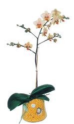  stanbul skdar online iek gnderme sipari  Phalaenopsis Orkide ithal kalite