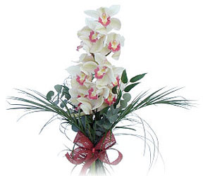  stanbul skdar iek siparii sitesi  Dal orkide ithal iyi kalite