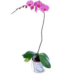  stanbul skdar cicekciler , cicek siparisi  Orkide ithal kaliteli orkide 