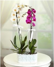 1 dal beyaz 1 dal mor yerli orkide saksda  stanbul skdar iek servisi , ieki adresleri 