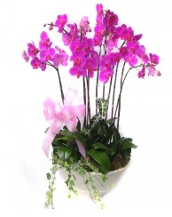 9 dal orkide saks iei  stanbul skdar gvenli kaliteli hzl iek 