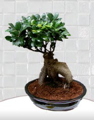 saks iei japon aac bonsai  stanbul skdar kaliteli taze ve ucuz iekler 