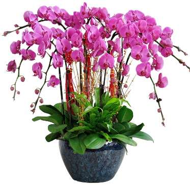 9 dall mor orkide  stanbul skdar 14 ubat sevgililer gn iek 