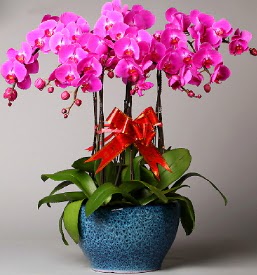 7 dall mor orkide  stanbul skdar iek online iek siparii 
