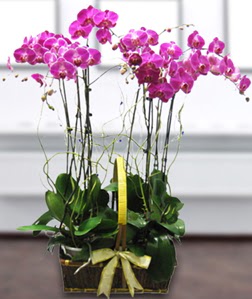 4 dall mor orkide  stanbul skdar gvenli kaliteli hzl iek 