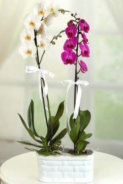 1 mor 1 dal beyaz thal orkide sepet ierisinde  stanbul skdar iek maazas , ieki adresleri 
