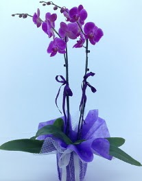 2 dall mor orkide  stanbul skdar kaliteli taze ve ucuz iekler 
