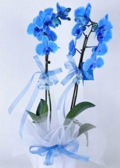 2 dall mavi orkide  stanbul skdar internetten iek sat 