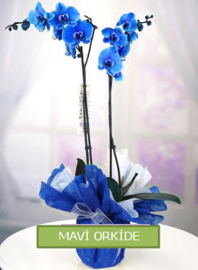 2 dallı mavi orkide  İstanbul Üsküdar çiçekçiler 