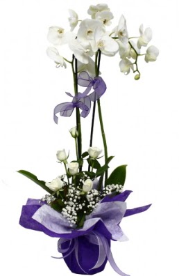 2 dallı beyaz orkide 5 adet beyaz gül  İstanbul Üsküdar çiçekçi mağazası 