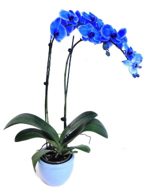 Seramikli 2 dall sper esiz mavi orkide  stanbul skdar iek servisi , ieki adresleri 
