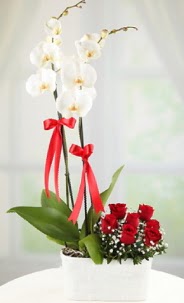 2 dall beyaz orkide ve 7 krmz gl  stanbul skdar hediye iek yolla 