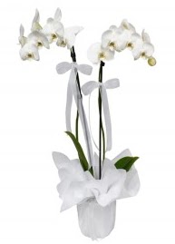 2 dall beyaz orkide  stanbul skdar gvenli kaliteli hzl iek 