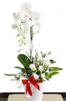 Tek dall beyaz orkide 5 beyaz gl  stanbul skdar iek siparii sitesi 