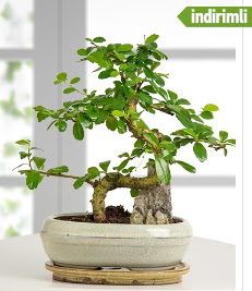 S eklinde ithal gerek bonsai japon aac  stanbul skdar internetten iek sat 