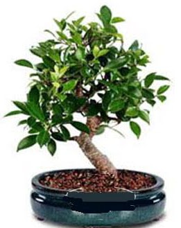 5 yanda japon aac bonsai bitkisi  stanbul skdar anneler gn iek yolla 