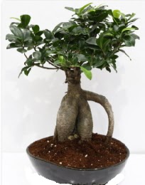 5 yanda japon aac bonsai bitkisi  stanbul skdar internetten iek sat 