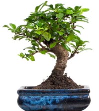 5 yanda japon aac bonsai bitkisi  stanbul skdar iek sat 