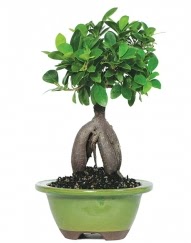 5 yanda japon aac bonsai bitkisi  stanbul skdar cicek , cicekci 