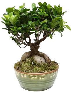 Japon aac bonsai saks bitkisi  stanbul skdar nternetten iek siparii 