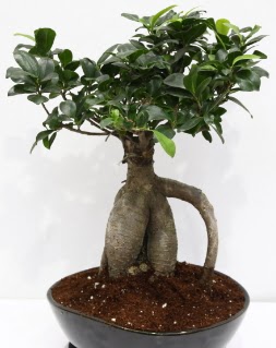 Japon aac bonsai saks bitkisi  stanbul skdar iek yolla 