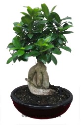 Japon aac bonsai saks bitkisi  stanbul skdar ucuz iek gnder 