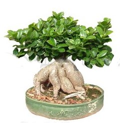 Japon aac bonsai saks bitkisi  stanbul skdar iek gnderme 