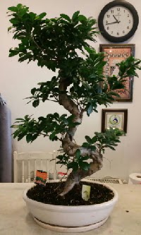 100 cm yksekliinde dev bonsai japon aac  stanbul skdar nternetten iek siparii 