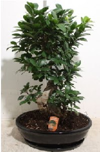 75 CM Ginseng bonsai Japon aac  stanbul skdar hediye iek yolla 