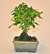 Zelco bonsai saks bitkisi  stanbul skdar iek servisi , ieki adresleri 
