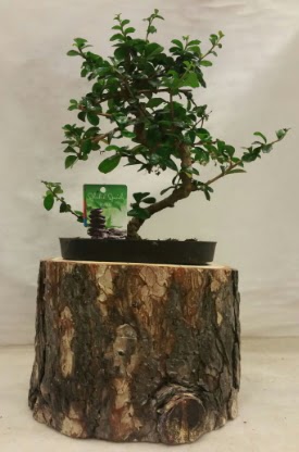 Doal ktk iinde bonsai japon aac  stanbul skdar nternetten iek siparii 