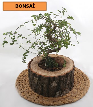 Doal aa ktk ierisinde bonsai bitkisi  stanbul skdar iek gnderme sitemiz gvenlidir 