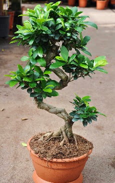 Orta boy bonsai saks bitkisi  stanbul skdar internetten iek siparii 