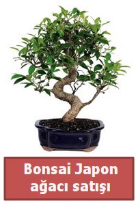 Japon aac bonsai sat  stanbul skdar iek siparii sitesi 