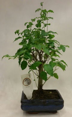 Minyatr bonsai japon aac sat  stanbul skdar ieki telefonlar 