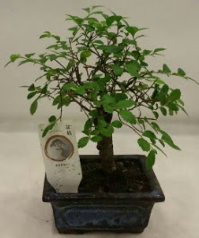 Minyatr ithal japon aac bonsai bitkisi  stanbul skdar iek sat 