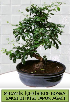 Seramik vazoda bonsai japon aac bitkisi  stanbul skdar iek siparii sitesi 