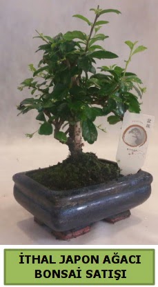 thal japon aac bonsai bitkisi sat  stanbul skdar ieki telefonlar 