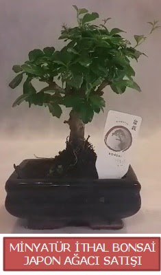 Kk grsel bonsai japon aac bitkisi  stanbul skdar iek , ieki , iekilik 