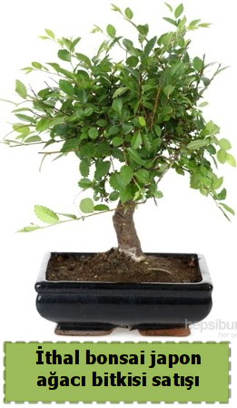 thal bonsai saks iei Japon aac sat  stanbul skdar nternetten iek siparii 