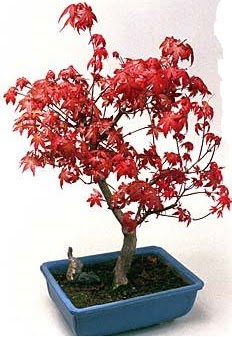 Amerikan akaaa bonsai bitkisi  stanbul skdar iek yolla 