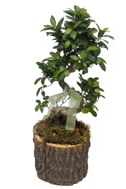 Doğal kütükte bonsai saksı bitkisi  İstanbul Üsküdar İnternetten çiçek siparişi 