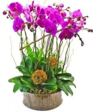 Ahap ktkte lila mor orkide 8 li  stanbul skdar internetten iek sat 