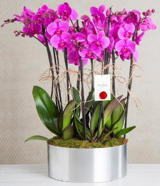 11 dall mor orkide metal vazoda  stanbul skdar iek gnderme sitemiz gvenlidir 